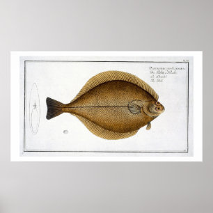 Betupfen Sie (PleuronectesLimanda) Platte XLVI von Poster