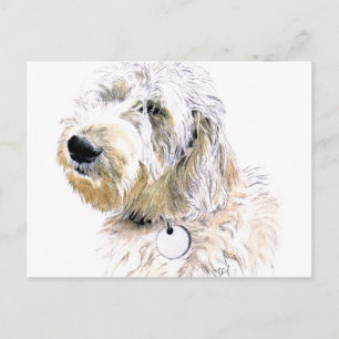 Beurre la carte postale Labradoodle