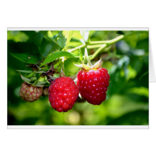Beurre mûre photo Framboises framboises