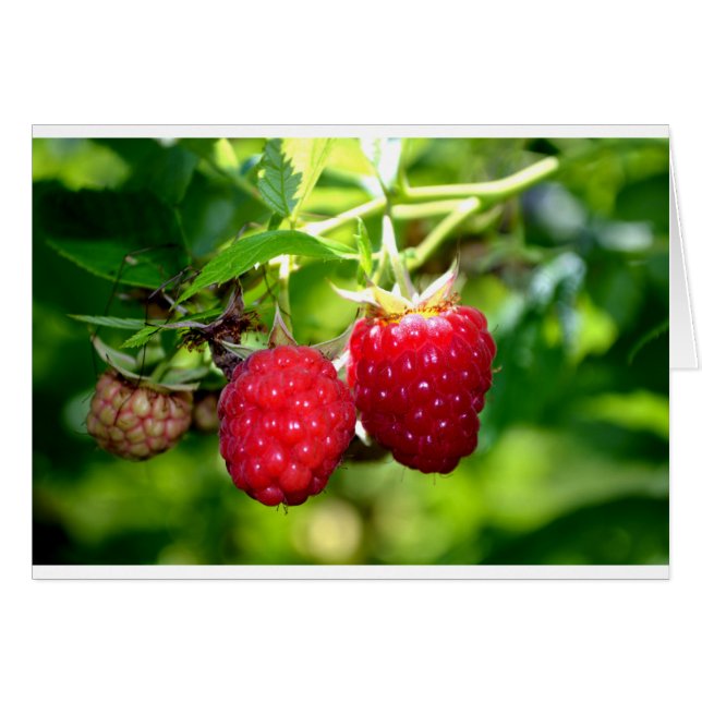 Beurre mûre photo Framboises framboises (Devant horizontal)