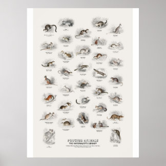 Beuteltiere - Naturalist's Library Poster
