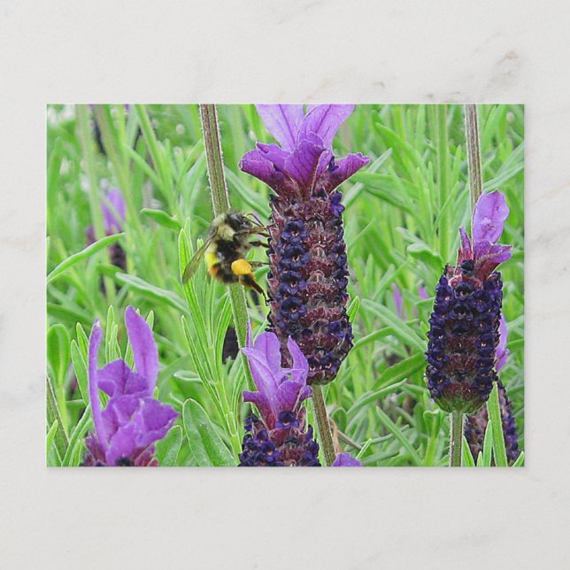Beware Aware Postcard Postkarte (Vorderseite)