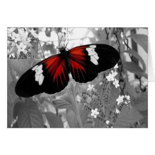 Bewegende Karte, Roter Schmetterling