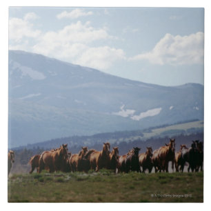 Bewegliche Herde des Cowboys der Pferde Fliese