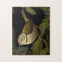 Bewick’s wren on fir branches