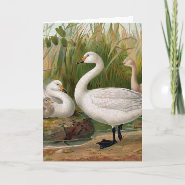 "Bewick-Schwan" Karte (Vorderseite)