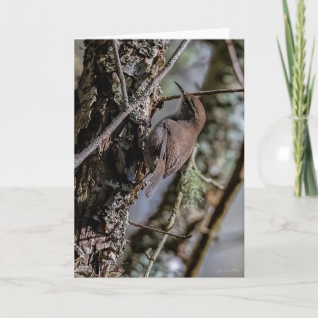 Bewicks Wren Dankeschön-Karte Dankeskarte (Vorderseite)