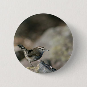 Bewicks Zaunkönig Button