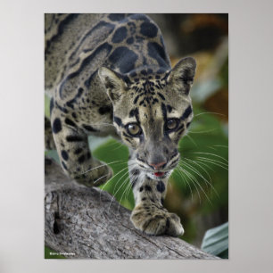 Bewölkter Leopard in Bewegung Poster