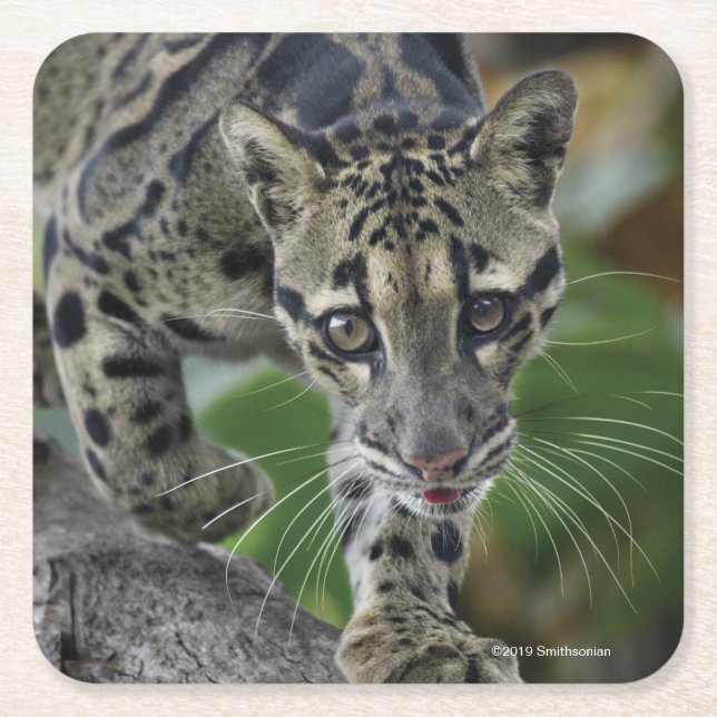Bewölkter Leopard in Bewegung Rechteckiger Pappuntersetzer (Vorderseite)