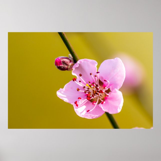 Bezaubernde Blumen für die Wand Poster (Vorne)