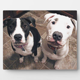 bezaubernde Hundewelpen Fotoplatte