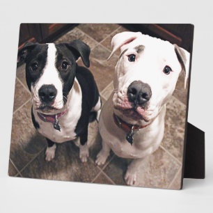 bezaubernde Hundewelpen Fotoplatte