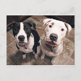 bezaubernde Hundewelpen Postkarte