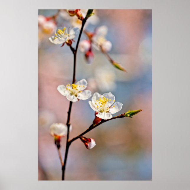 Bezaubernde japanische Apricot-Blume Poster (Vorne)