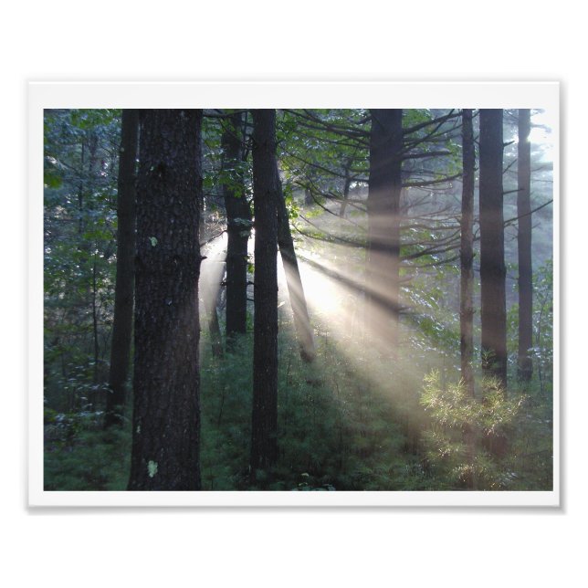 bezaubernder Wald Fotodruck (Vorne)