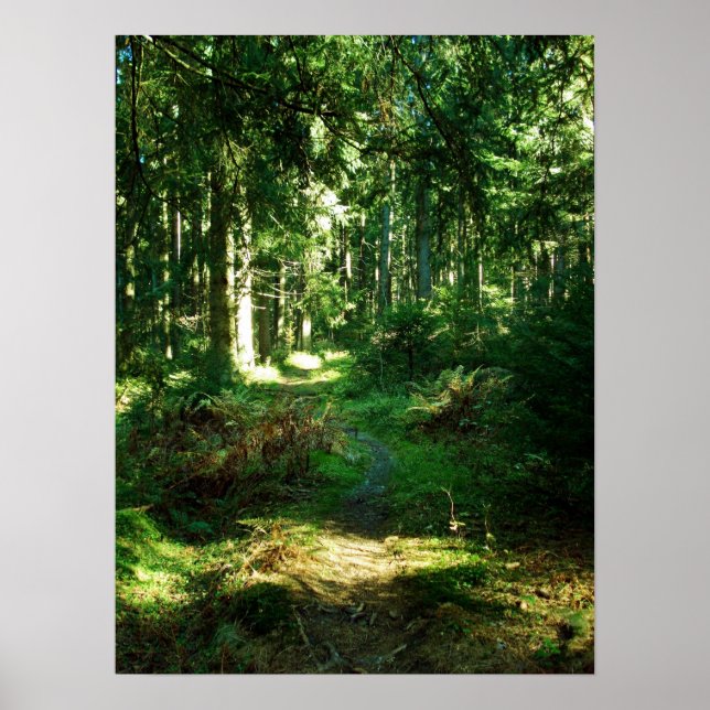 bezaubernder Wald Poster (Vorne)