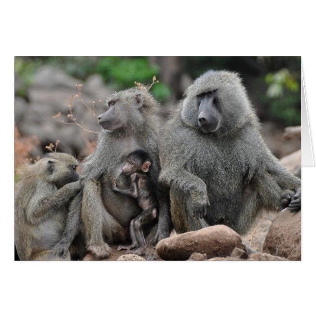 Bezaubertes Leben, See Manyara (Vorderseite (Horizontal))