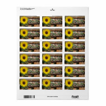 Bezeichnung der Sonnenblume