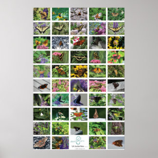 bfly_50_poster poster