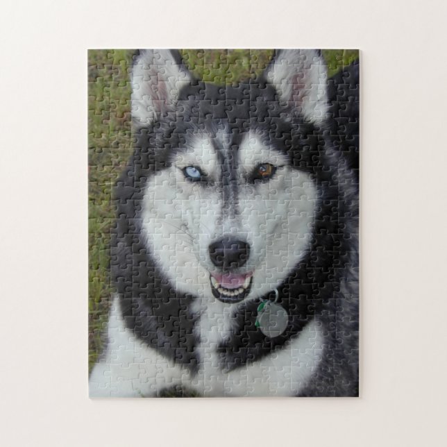 Bi-Mit Augen Sibirier Huskie (Vertikal)