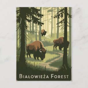 Bialowieza Wald Polen vintage Postkarte