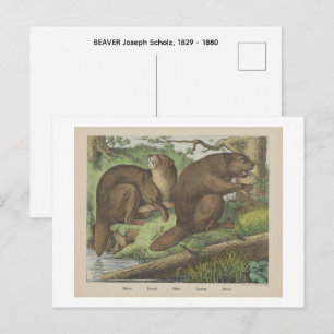 BIBER  BÄR Joseph Scholz, 1829 - 1880   Postkarte