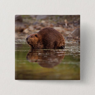 Biber, Castor canadensis, geht schwimmen Button
