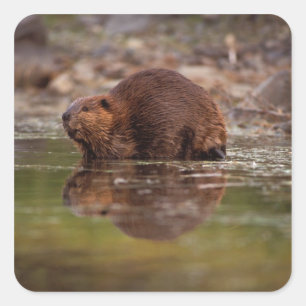 Biber, Castor canadensis, geht schwimmen Quadratischer Aufkleber