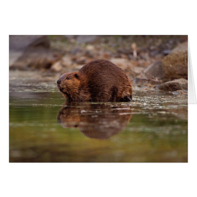 Biber, Castor canadensis, zum Schwimmen (Vorderseite (Horizontal))