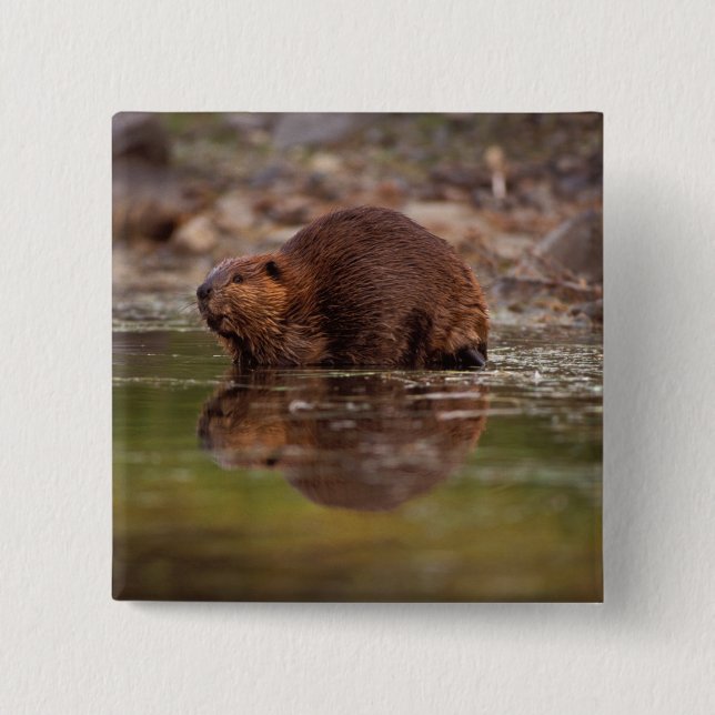 Biber, Castor canadensis, zum Schwimmen Button (Vorderseite)