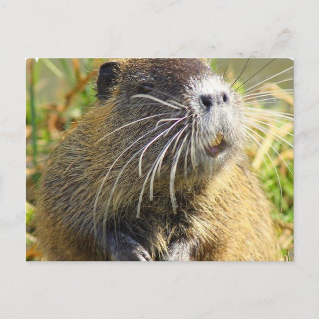 Biber-Foto-Postkarte Postkarte (Vorderseite)