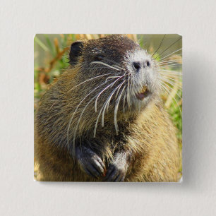 Biber-Foto-Quadrat-Button Button