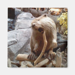 Biber Magnet