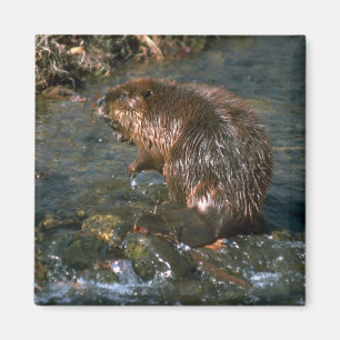 Biber Magnet