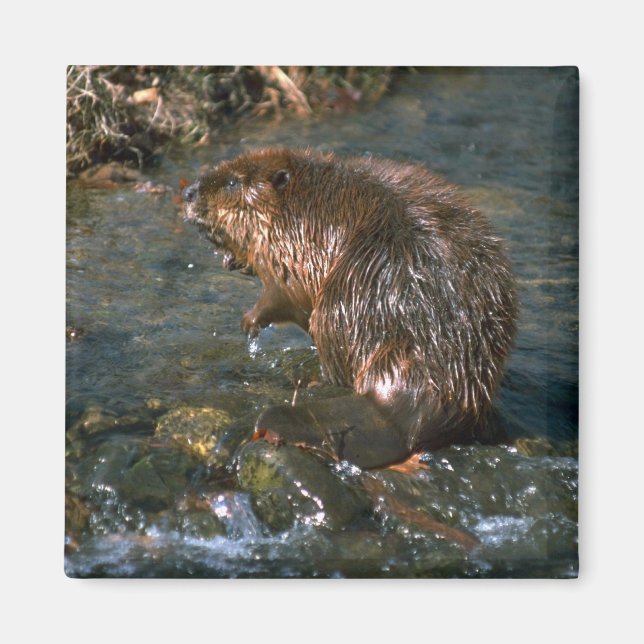 Biber Magnet (Vorne)