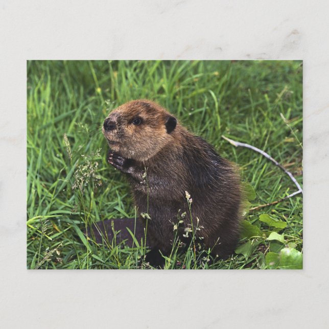 Biber Postkarte (Vorderseite)