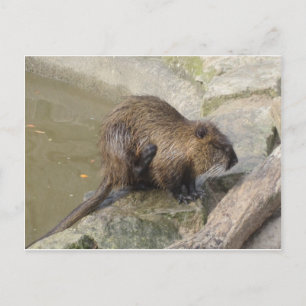 Biber Postkarte