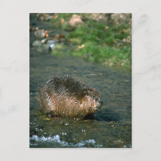 Biber Postkarte (Vorderseite)