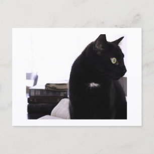 Bibles und Black Cat Postkartendruck von JH Thornt Postkarte