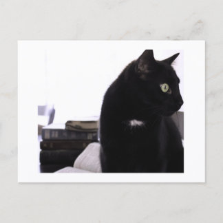 Bibles und Black Cat Postkartendruck von JH Thornt Postkarte