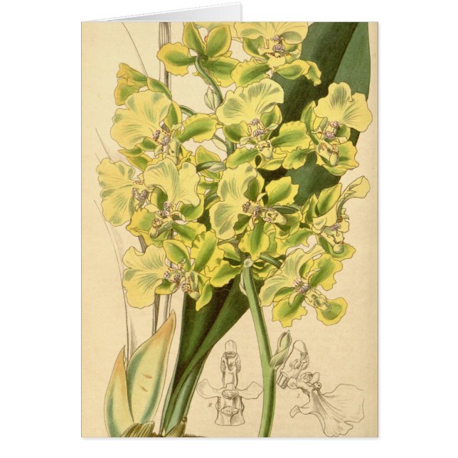 Bicallosum de Trichocentrum (comme bicallosum (Devant)