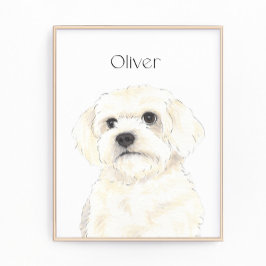 Bichon, Bolognese, Coton, Havanese, Maltesische Ku Fotodruck