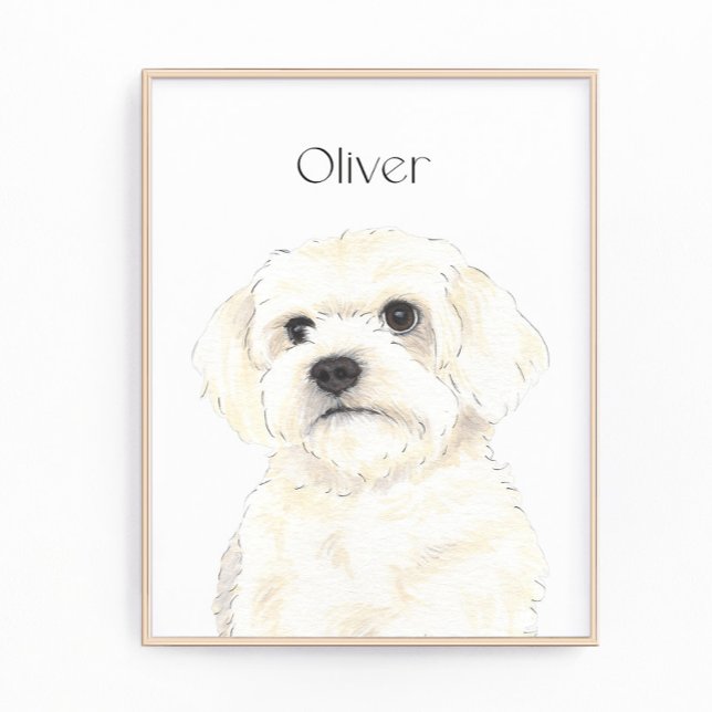 Bichon, Bolognese, Coton, Havanese, Maltesische Ku Fotodruck (Von Creator hochgeladen)