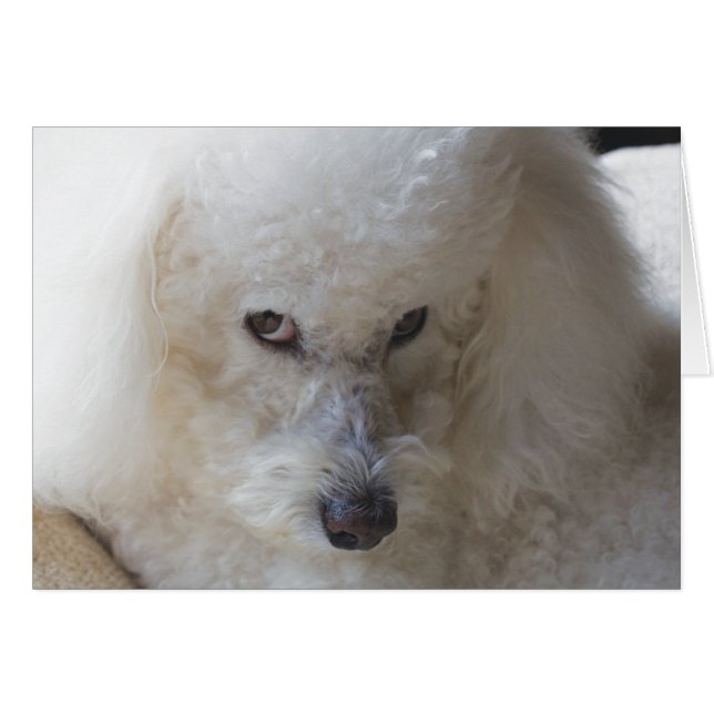 Bichon, coupable - carte de note (Devant Horizontal)