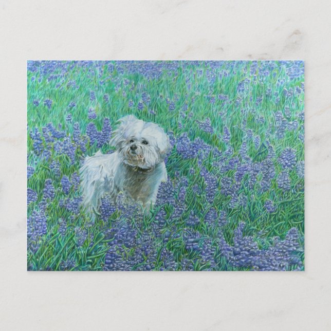 Bichon dans la carte postale Blueonnets (Devant)
