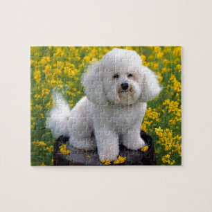 Bichon Frise