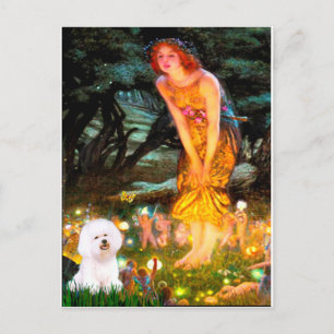 Bichon Frise 1 - Mittsommerabend Postkarte