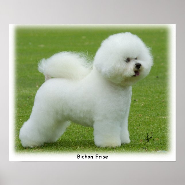 Bichon Frise 9F85D-15 Poster (Vorne)