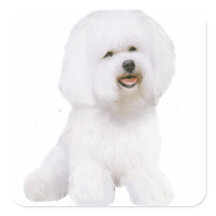 Bichon Frise (A)